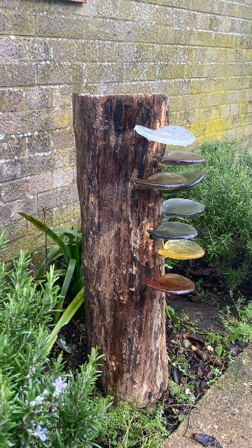 Fungi "Fruits of Life" 