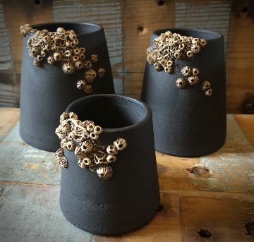 Black Barnacles