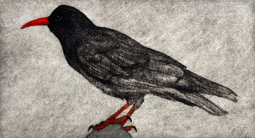 Velvet Chough 