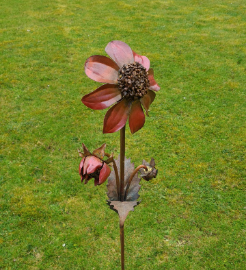 Dahlia Anemone