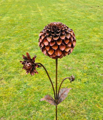 Dahlia Pompon