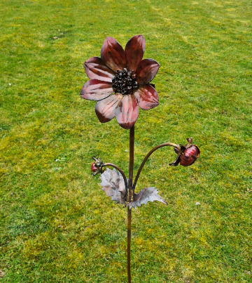 Dahlia Single