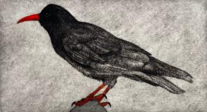Velvet Chough 