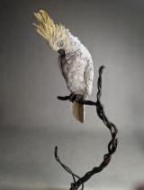 Cockatoo