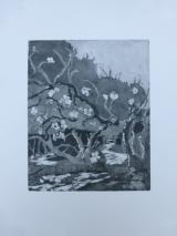 Apple Blossom