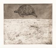 Flying Tortoise