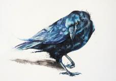 I Have Always Been Fascinated by Crows