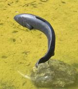 Leaping Fish 